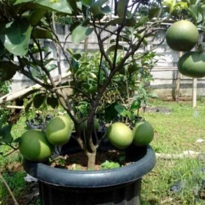 

SALE! BIBIT JERUK BALI MADU COCOK BUAT TABULAMPOT TINGGI -+1M SIAP BUAH