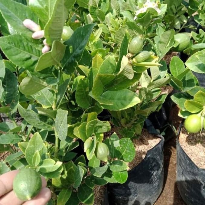 

SALE! BIBIT BUAH JERUK LEMON LOKAL BERBUAH