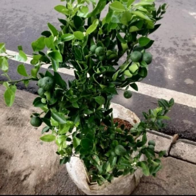 

SALE! TANAMAN PENYEDAP MASAKAN |TANAMAN JERUK PURUT