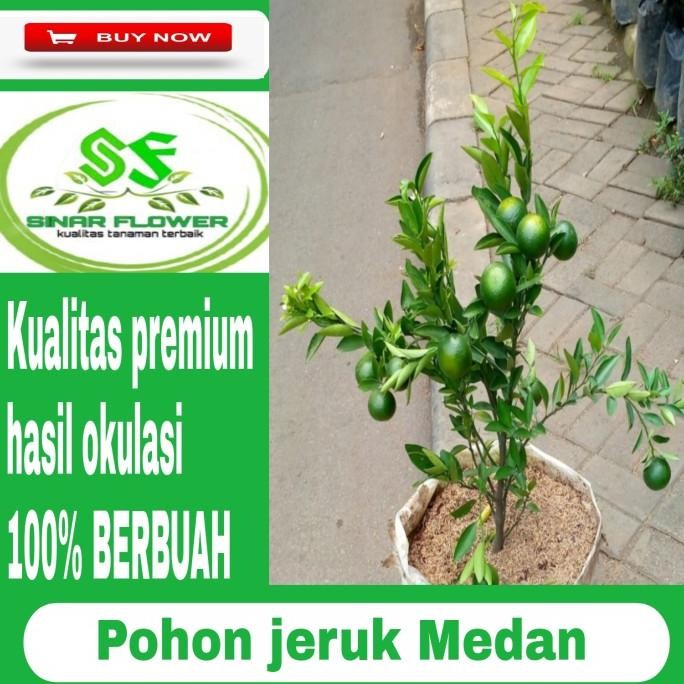

SALE! POHON JERUK MANIS MEDAN/POHON BUAH JERUK/TANAMAN JERUK BERBUAH