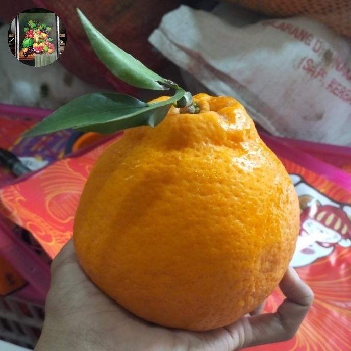 

SALE! JERUK DEKOPON 1KG