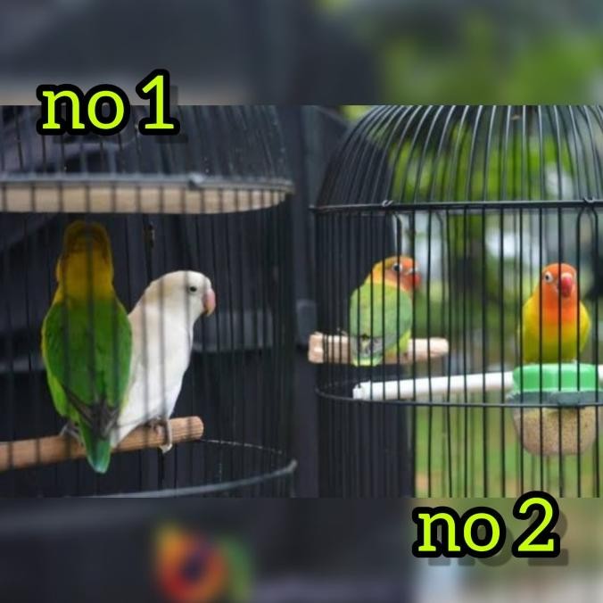 Burung Lovebird Untulan Durasi Prestasi Latber Latpres