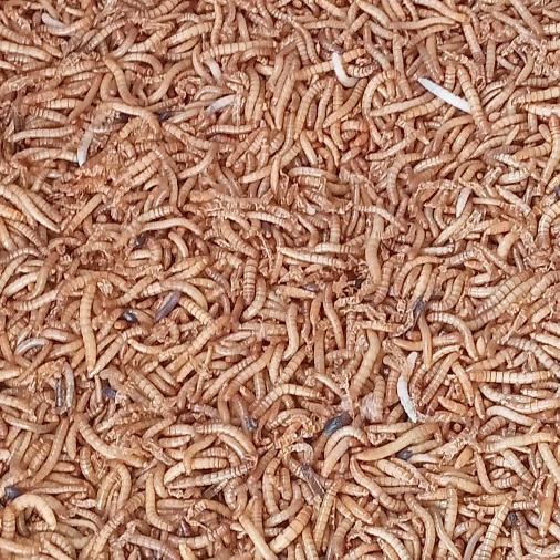 Ulat Hongkong Hidup 1 Kg