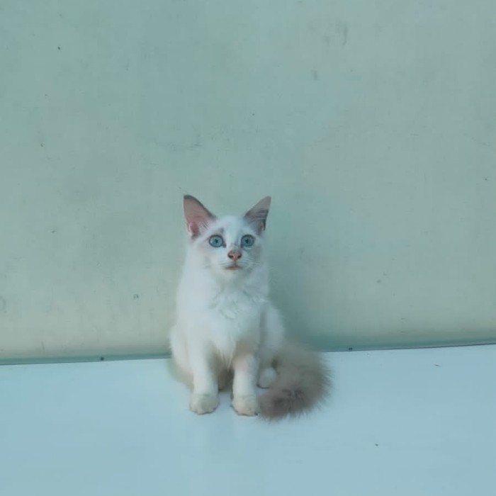 HOT SALE Kucing ragdoll bicolor betina