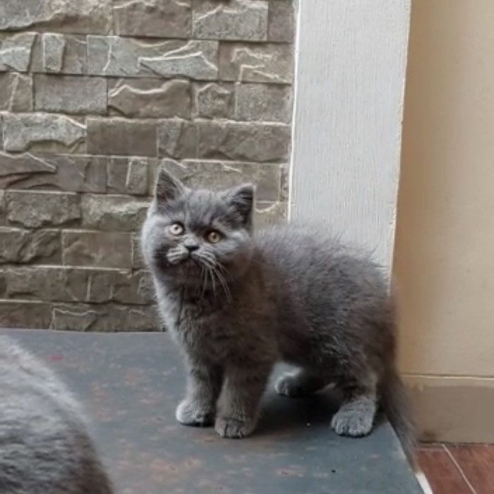 PROMO Kucing kitten BSH British Shorthair line PED WCF