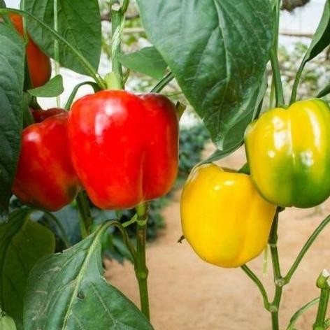 Tanaman Buah Cabai Pohon Cabe Paprika MMU
