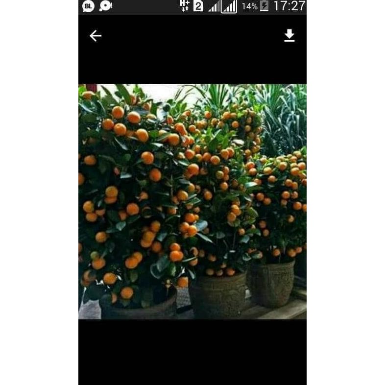 

Tanaman jeruk santang asli cepat buah MMU