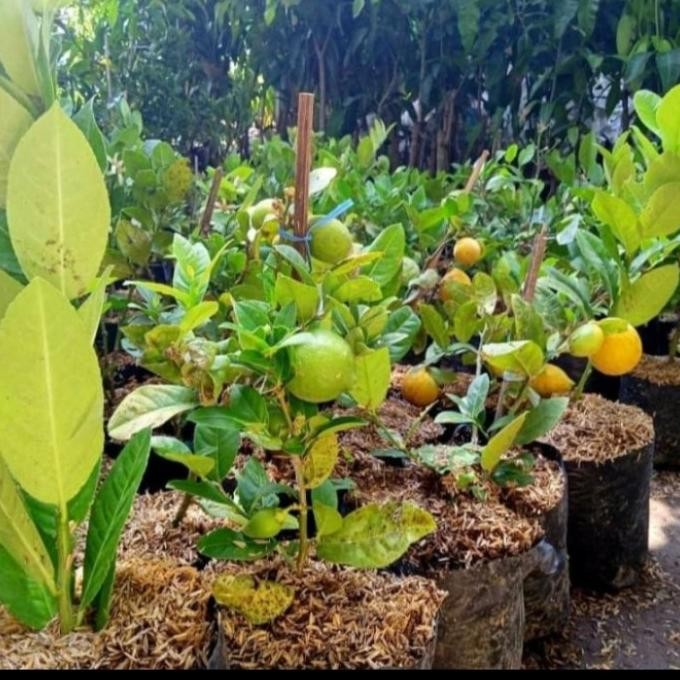

bibit tanaman buah jeruk lemon California ber buah MMU