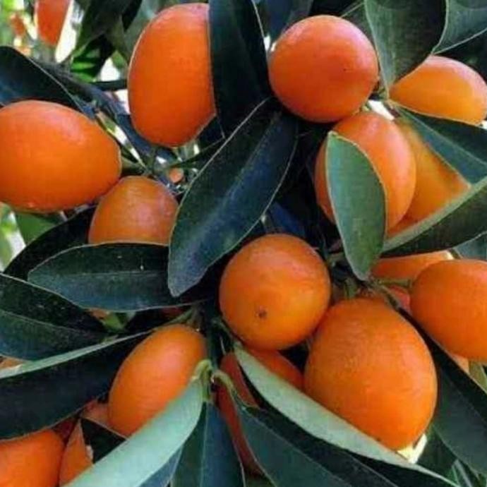 

tanaman buah jeruk nagami berbunga at berbuah MMU