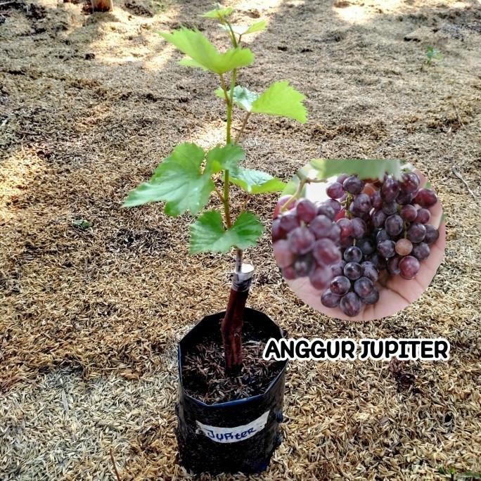 

RE5T0CK BIBIT ANGGUR JUPITER BIBIT TANAMAN BUAH ANGGUR IMPORT JUPITER MMU