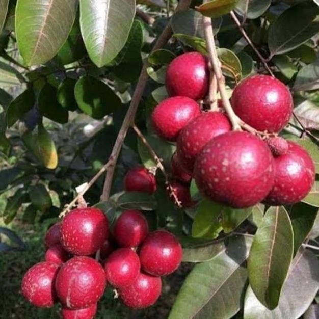 Bibit Tanaman Kelengkeng Merah/pohon lengkeng merah/buah lengkeng MMU