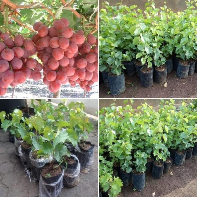 

bibit tanaman buah anggur merah MMU