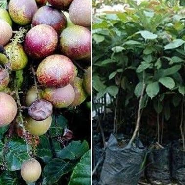 Bibit Matoa Pohon Matoa Bibit Buah Matoa Tanaman Matoa MMU