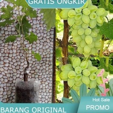 

Bibit Tanaman Buah Anggur Import Svetlana MMU