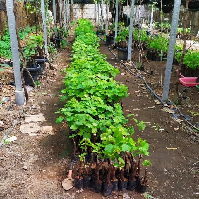 

Bibit Tanaman buah Anggur Import Grafting Super MMU