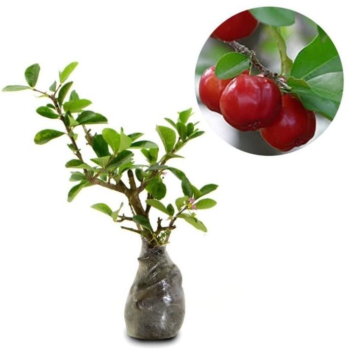 Bibit Tanaman Buah Cherry Barbados-Barbados Ceri MMU