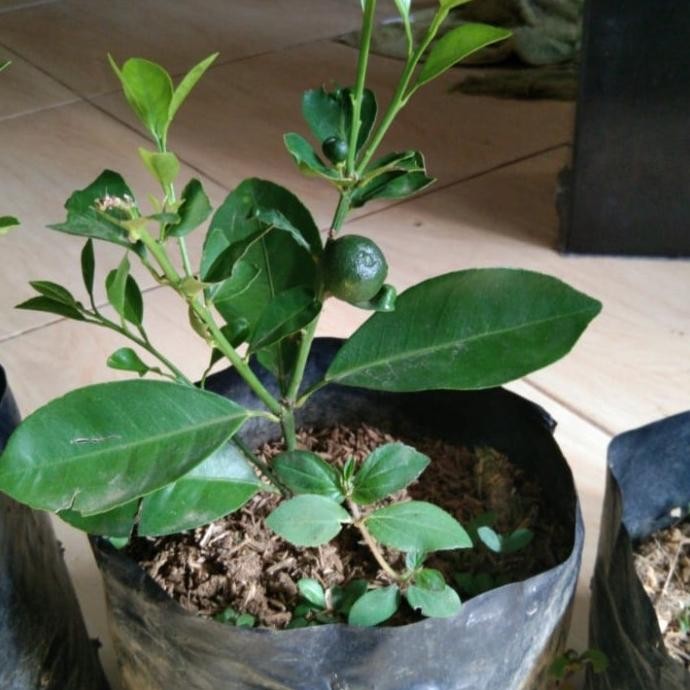 

bibit tanaman buah jeruk kesturi MMU