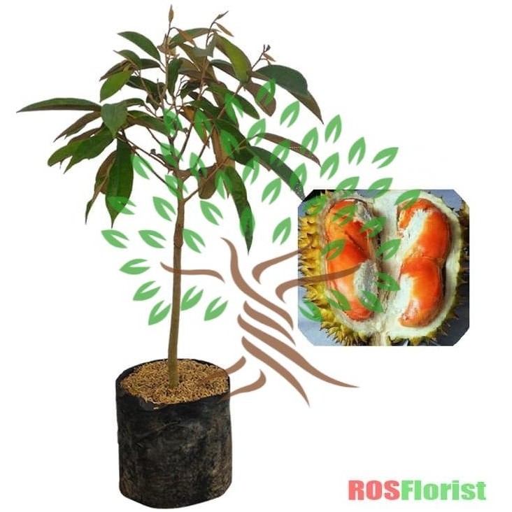 FRES Bibit Tanaman Buah Durian Simas-Bibit Pohon Durian Simas LANGKA VALID