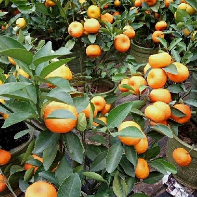 

Bibit tanaman buah jeruk santang madu kondisi berbuah MMU