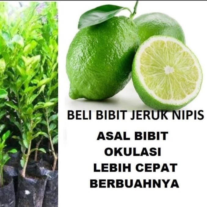 

bibit tanaman buah jeruk nipis MMU