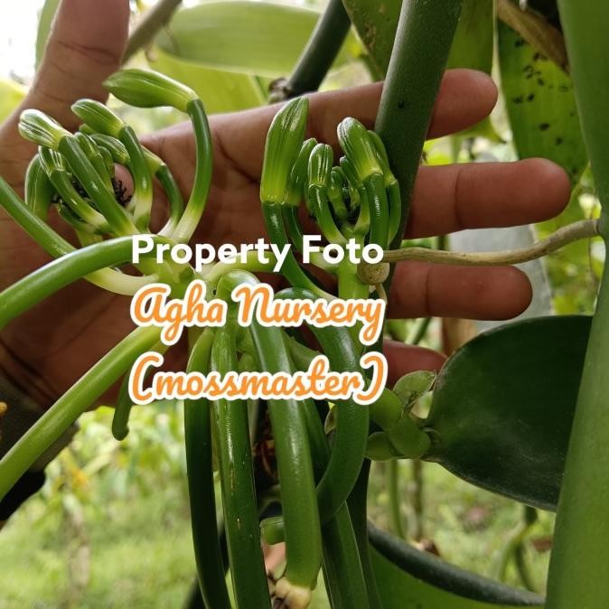 FRES bibit vanili vania tangkai buah bercabang 2 VALID