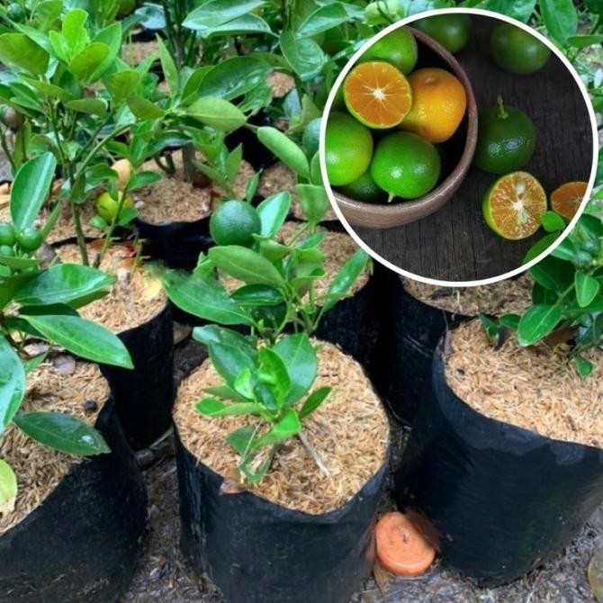 

Bibit Tanaman Buah Jeruk Kasturi Kalamansi MMU