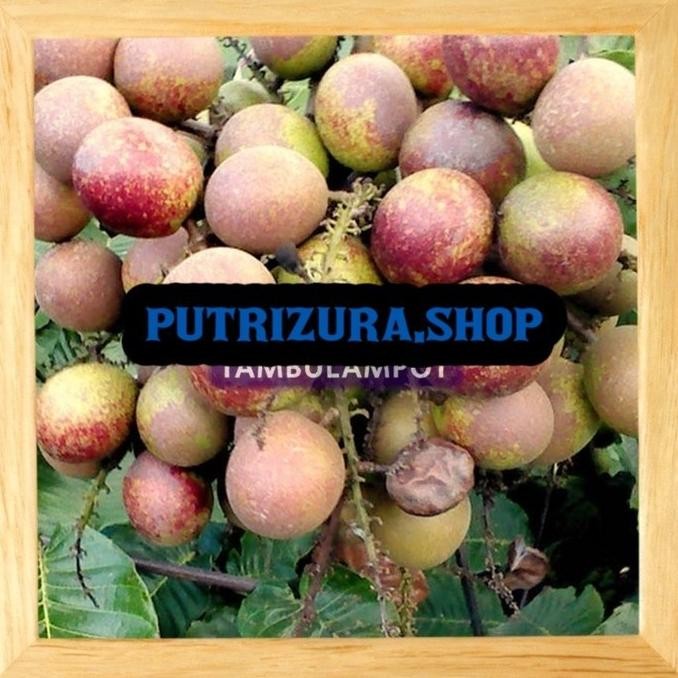 Bibit Tanaman Buah Matoa Okulasi Stek Cangkok MMU