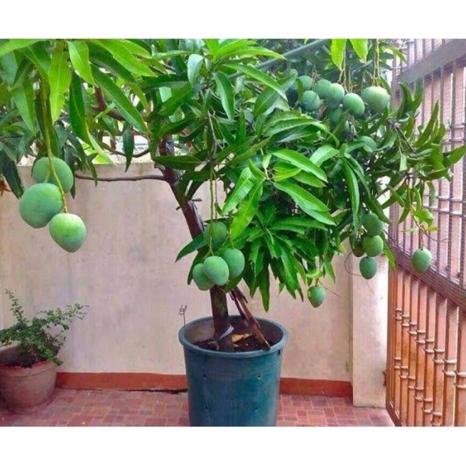 BIBIT TANAMAN POT BUAH MANGGA ALPUKAT MMU