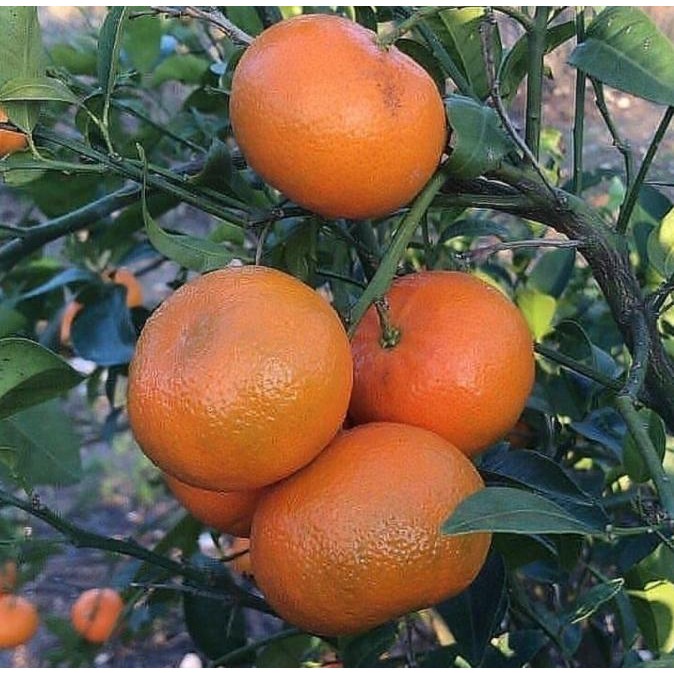 

Bibit buah tanaman jeruk santang madu cepat berbuah MMU