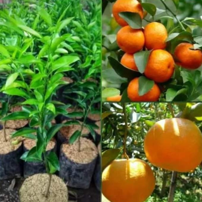 

bibit tanaman buah jeruk Santang madu berbunga at berbuah an MMU
