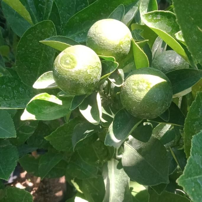 

Tanaman Buah Jeruk Kalamundi - Kalamandis | Godong Ji MMU