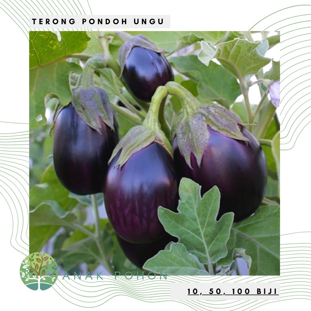 Benih Bibit Biji - Terong Pondoh Ungu Bulat Besar Seeds - Panen Dalam 40 Hari R8E100