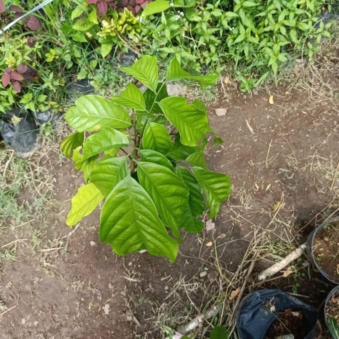 Bibit pohon kecapi / Tanaman buah kecapi MMU