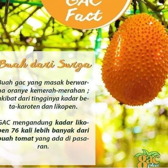 FRES Bibit Buah GAC Fruit Restock VALID