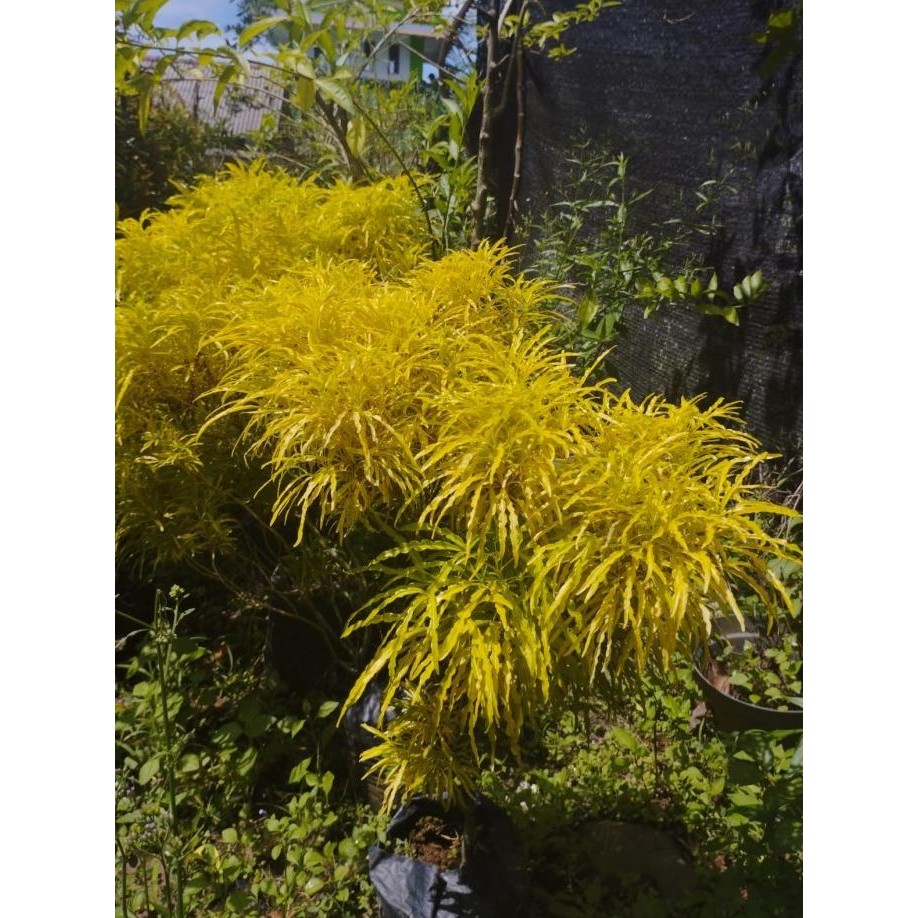 

tanaman brokoli kuning 5 buah MMU