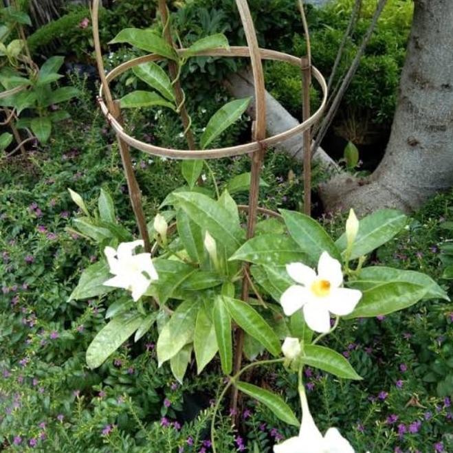 

Diskon Tanaman Hias Alamanda Bunga Putih