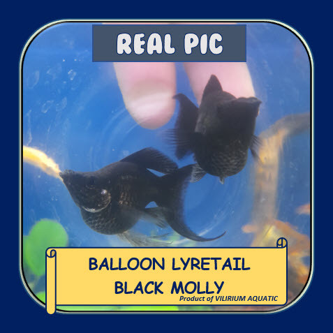 IKAN HIAS AIR TAWAR - MOLLY BLACK (IKAN AQUASCAPE) MOLLY LYRETAIL