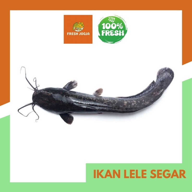 

Ikan Lele Segar per 500gr | Fresh Jogja