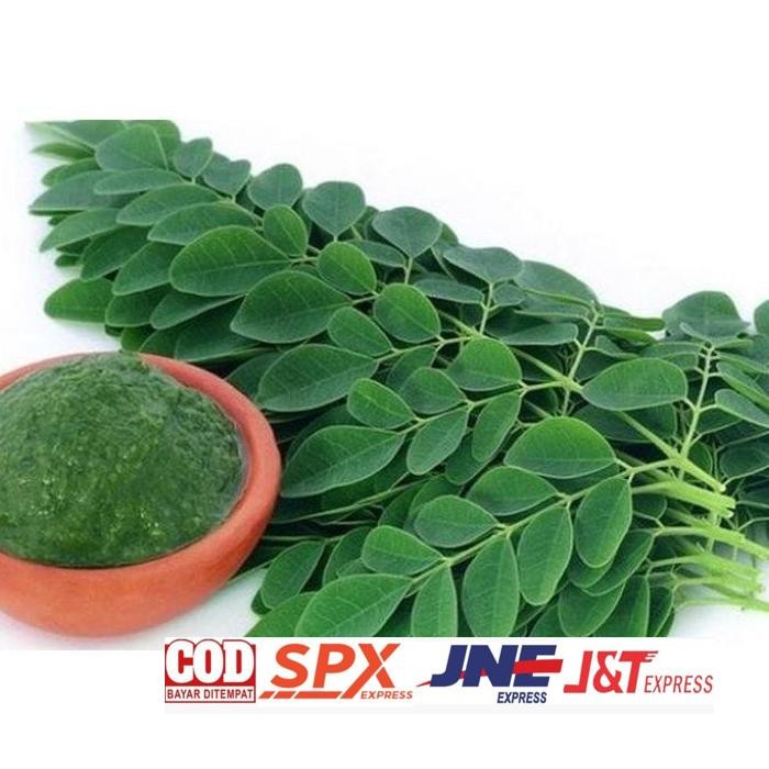 

Special Daun Kelor Asli Moringa Teh Daun Kelor Herbal Alami Moringa Oleifera - Daun Segar, 10 Gram Daun Herbal Asli Kalimantan