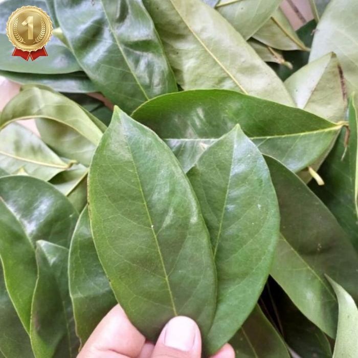 

Terlaris Daun Sirsak Segar | Langsung Petik | Daun Sirsak Segar 100 Lembar Lebih Daun Herbal Premium