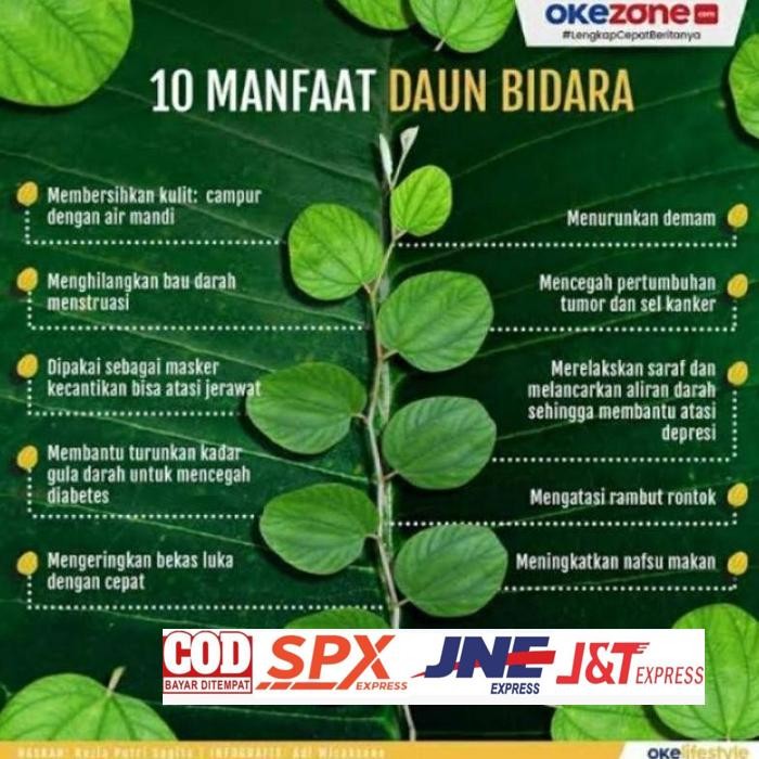 

Terpopuler Daun Bidara Arab Segar Asli (100 Lembar) Daun Herbal Alami