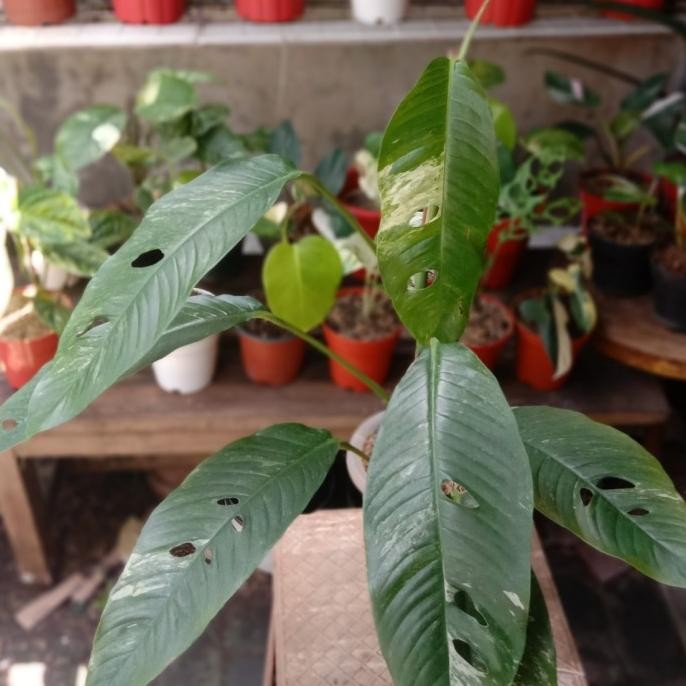 TANAMAN RAPHIDOPORA MEGASPERMA VARIGATA 0310T