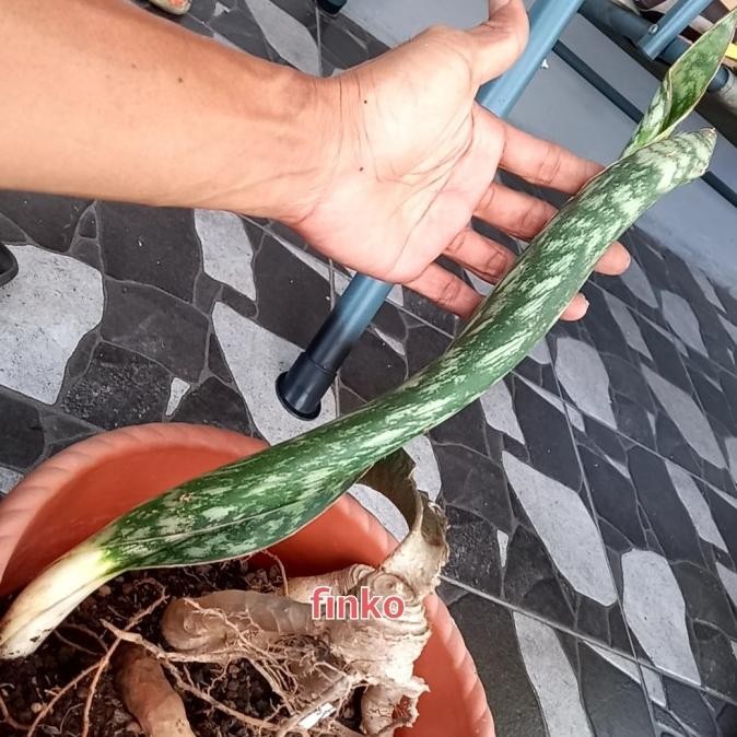 R. 3349. SANSEVIERIA SP. MOTTLED SUSWE RD. 30 KM PAST MTOKO. 2 DAUN STOLON PANJANG 0310T