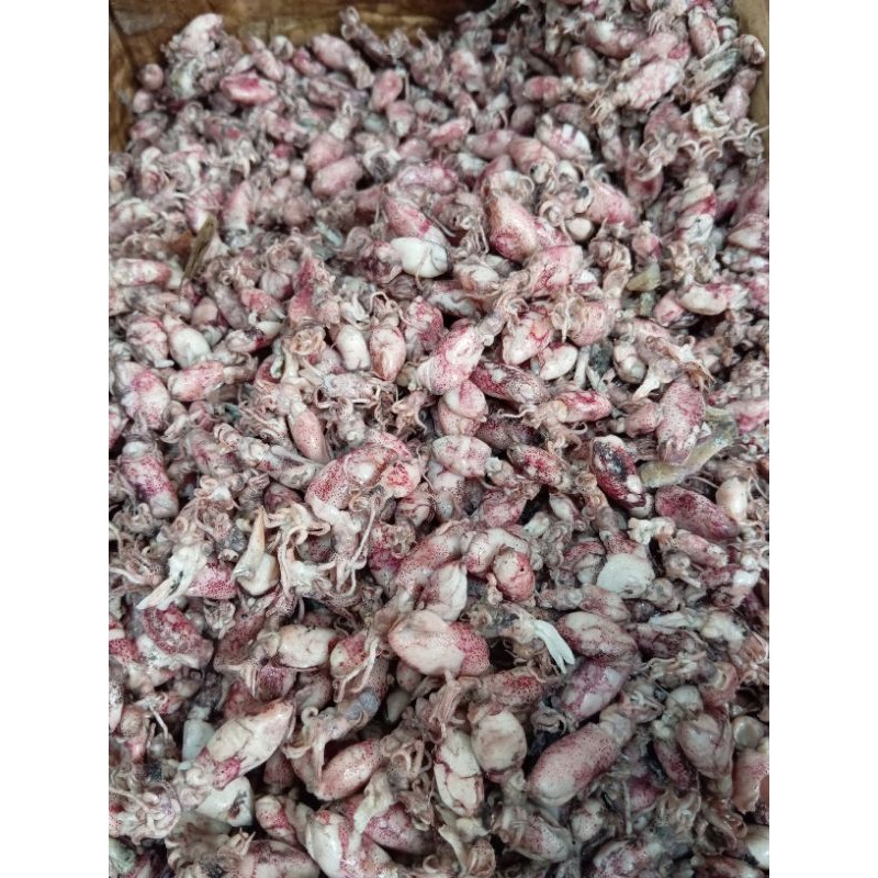 

baby cumi asin 1-3cm