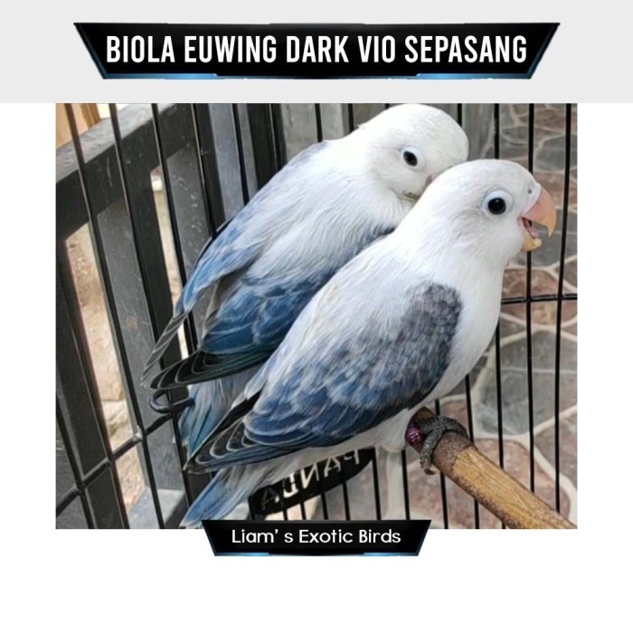 Burung Lovebird Biola Euwing Dark Vio Sepasang