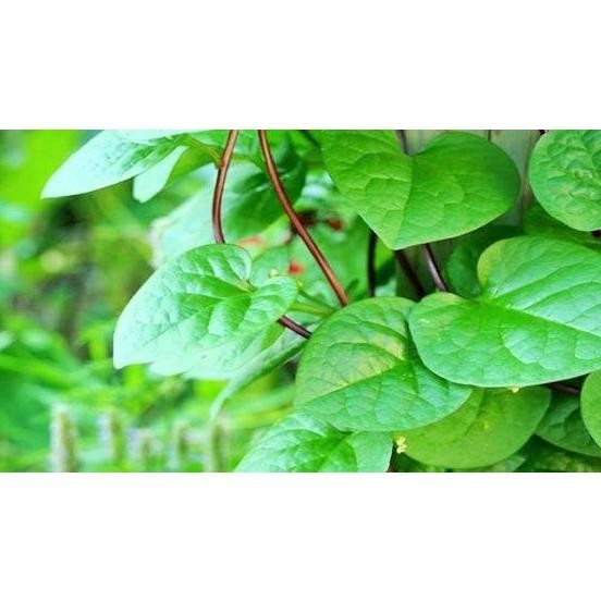 

Promo Khusus New Daun Binahong Merah Segar 200 Gram Baru Petik Pohon Gendola Daun Herbal Segar Kualitas Tertinggi