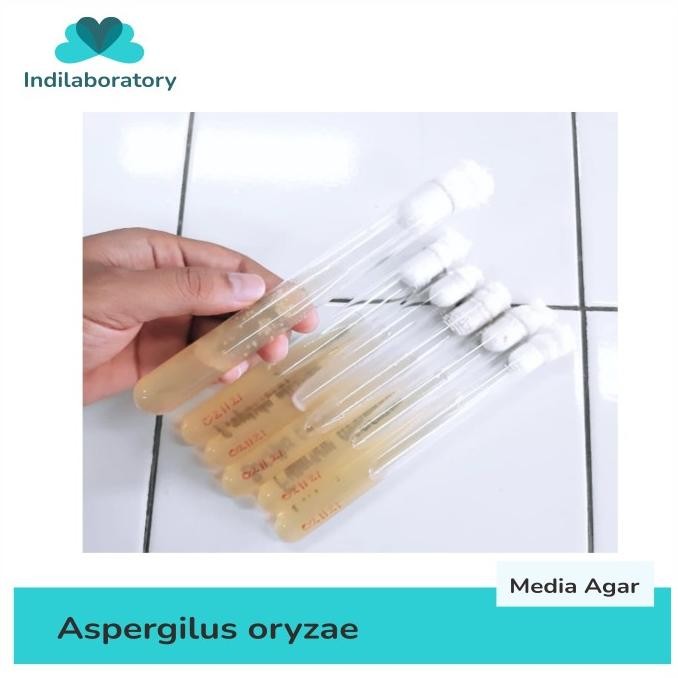 Kultur Bakteri Yeast Fungi Aspergilus oryzae