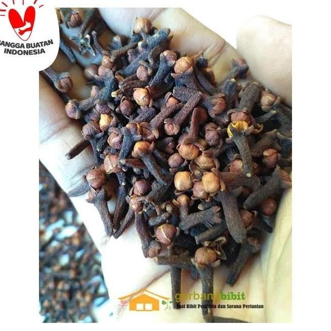 

Biji Cengkeh Kering Super 1 kg Untuk Jamu Herbal Tradisional