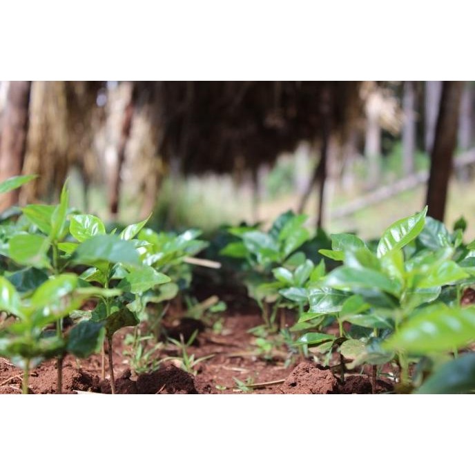 

Arabica Green Coffee Bean - Ethiopia Yirgacheffe