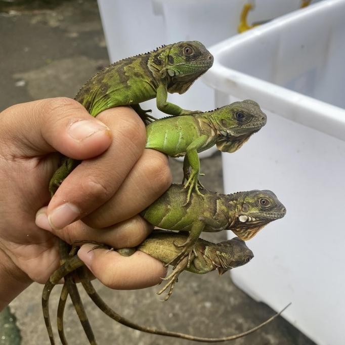 Baru Reptil - Red Iguana Baby - Baby Super Red Iguana - Iguana Red Promo